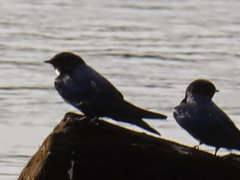 Hirundo nigrita