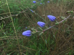 Cichorium intybus
