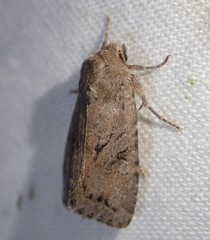 Apterogenum ypsillon