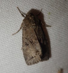 Apterogenum ypsillon