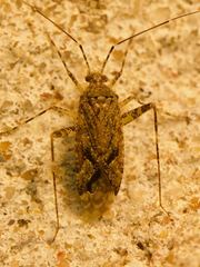 Phytocoris eximius
