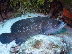 Rypticus saponaceus