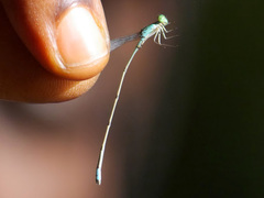 Pseudagrion glaucum