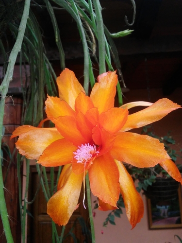 Disocactus aurantiacus (Disocactus aurantiacus)