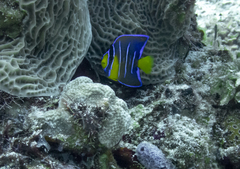Holacanthus bermudensis
