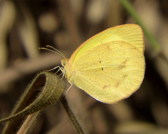 Eurema elathea flavescens