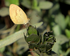 Eurema elathea flavescens