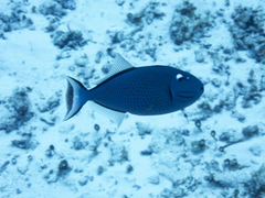 Xanthichthys ringens