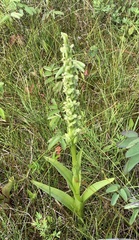 Platanthera huronensis