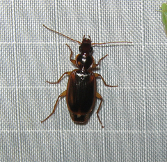 Cymindis limbata