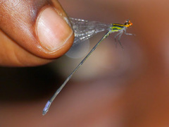 Pseudagrion hageni