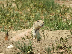 Cynomys ludovicianus