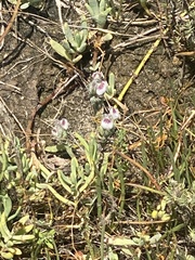 Chloropyron maritimum