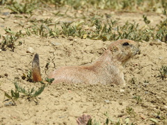 Cynomys ludovicianus