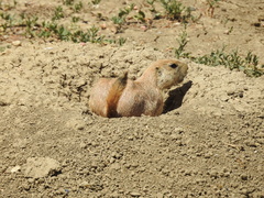 Cynomys ludovicianus