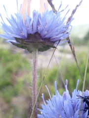 Jasione laevis