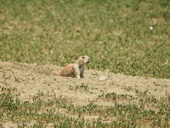 Cynomys ludovicianus