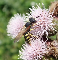 Philanthus triangulum