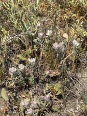 Chloropyron maritimum