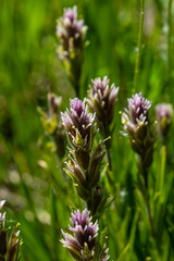 Castilleja nana