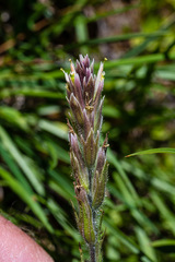 Castilleja nana