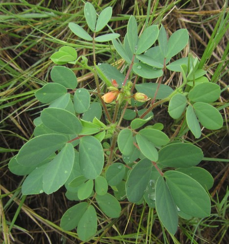Image of Chamaecrista absus by (c) Robert Taylor, some rights reserved (CC BY)