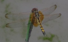 Trithemis monardi