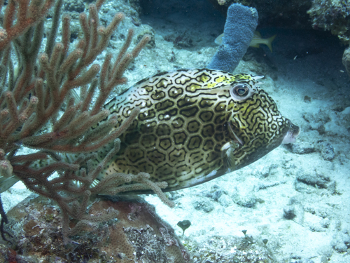 Honeycomb Cowfish
