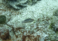 Serranus baldwini