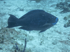 Scarus coelestinus