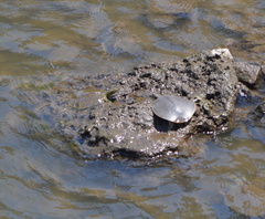 Apalone spinifera