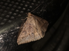 Mocis latipes