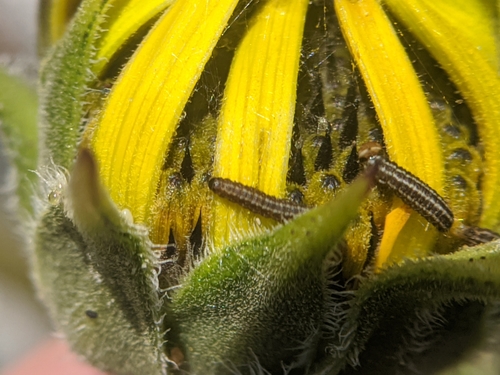 photo of American Sunflower Moth (Homoeosoma electella)