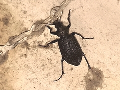 Calosoma