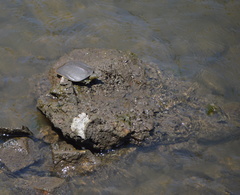 Apalone spinifera