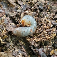 Xyloryctes jamaicensis