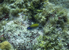 Chromis insolata