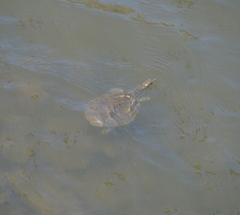 Apalone spinifera