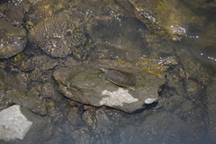 Apalone spinifera