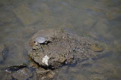 Apalone spinifera