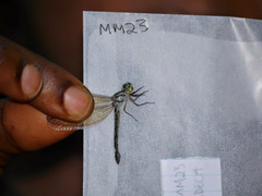 Micromacromia camerunica