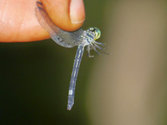 Micromacromia camerunica