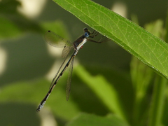 Lestes forcipatus