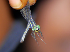 Micromacromia camerunica