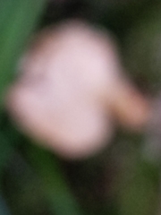 Guepinia helvelloides