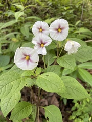 Lycianthes acapulcensis