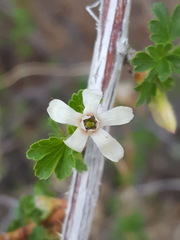 Ribes leptanthum