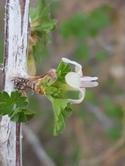 Ribes leptanthum