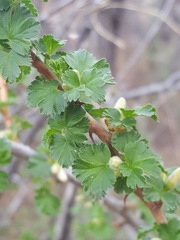 Ribes leptanthum