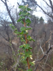 Ribes leptanthum
